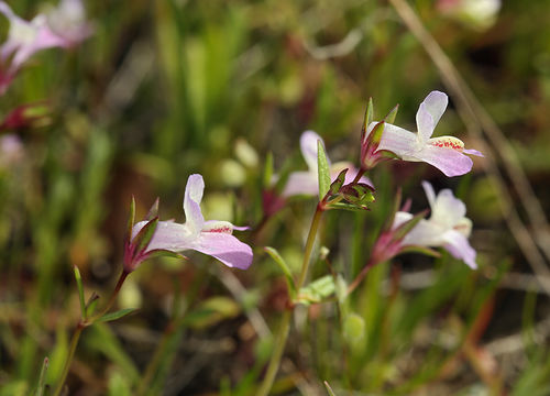 Image of spinster's blue eyed Mary