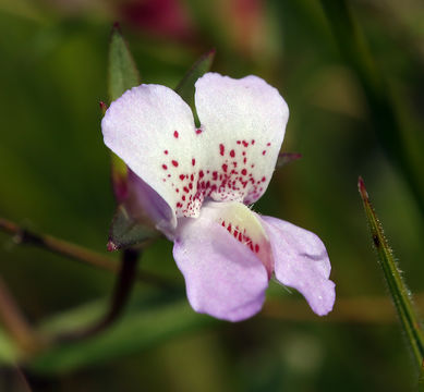 Image of spinster's blue eyed Mary