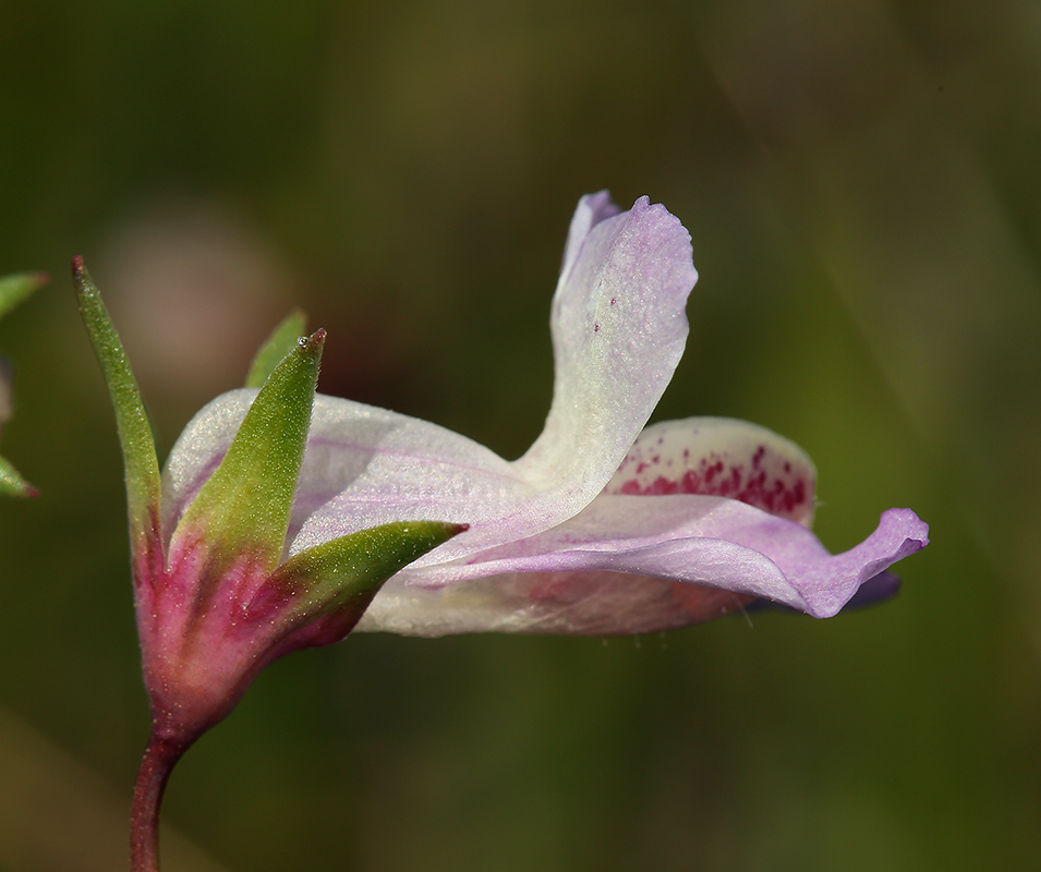 Image of spinster's blue eyed Mary