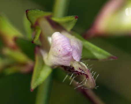 Image of spinster's blue eyed Mary