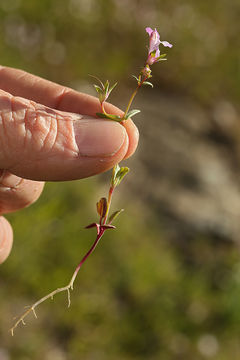 Image of spinster's blue eyed Mary