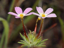 Image of Coast Range linanthus