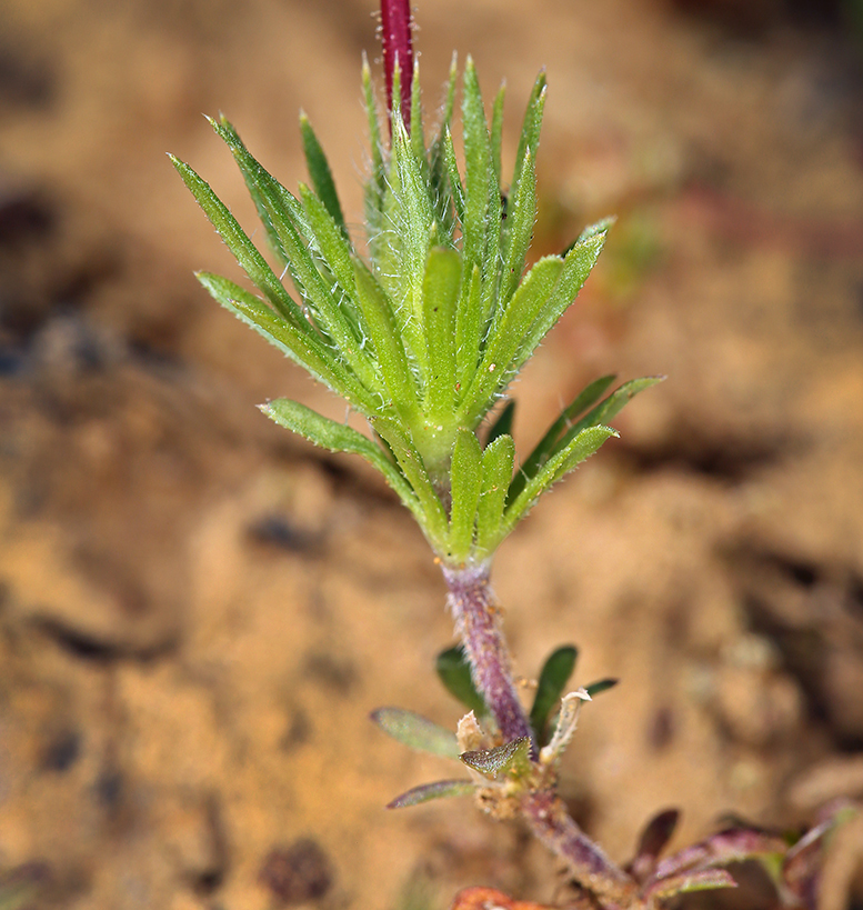 Image of Coast Range linanthus