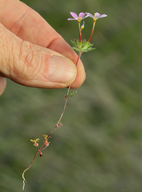 Image of Coast Range linanthus