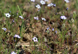 Image of bird's-eye gilia