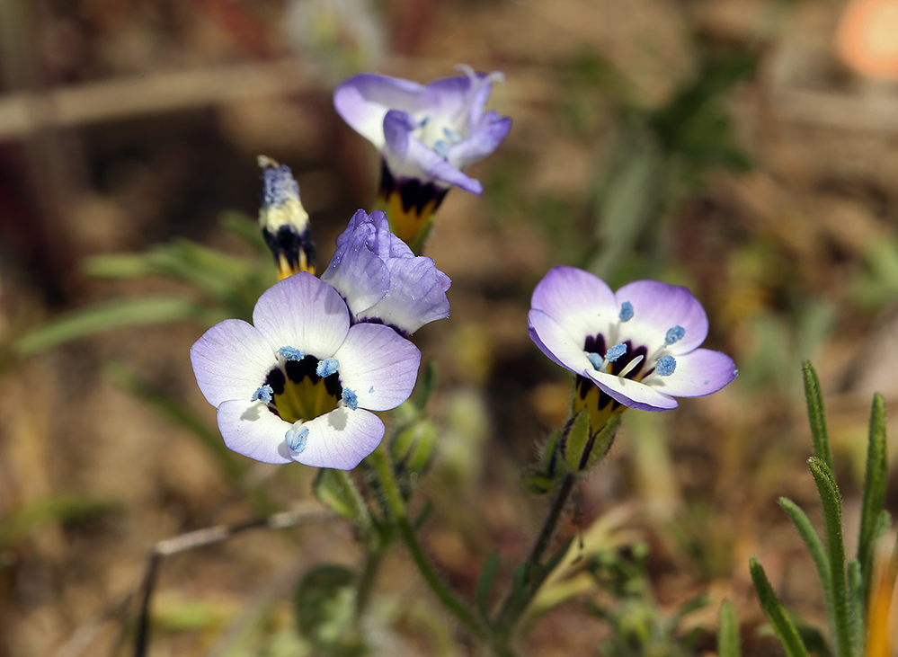 Image of bird's-eye gilia