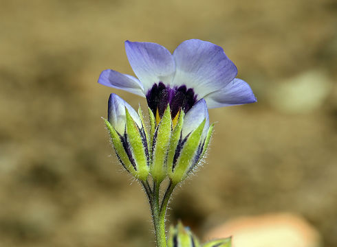 Image of bird's-eye gilia