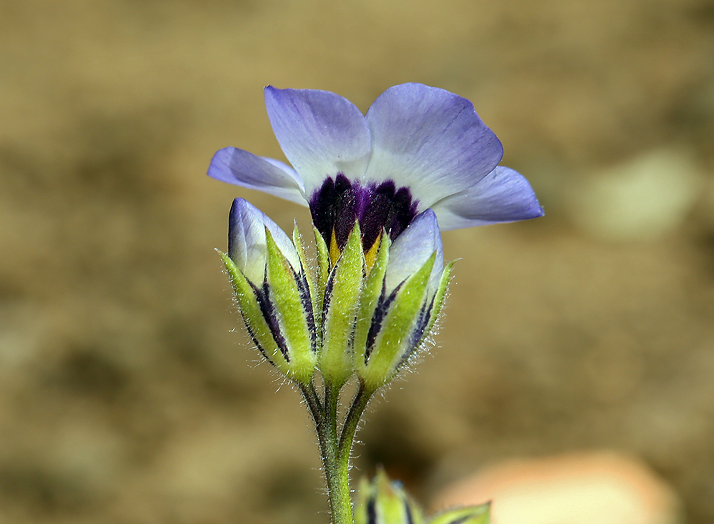 Image of bird's-eye gilia