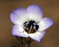 Image of bird's-eye gilia