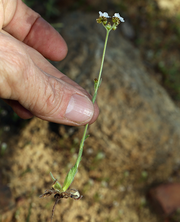 Image of rusty popcornflower