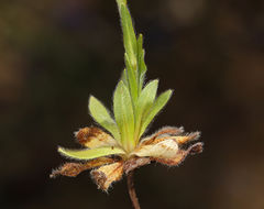 Plancia ëd Plagiobothrys nothofulvus (A. Gray) A. Gray