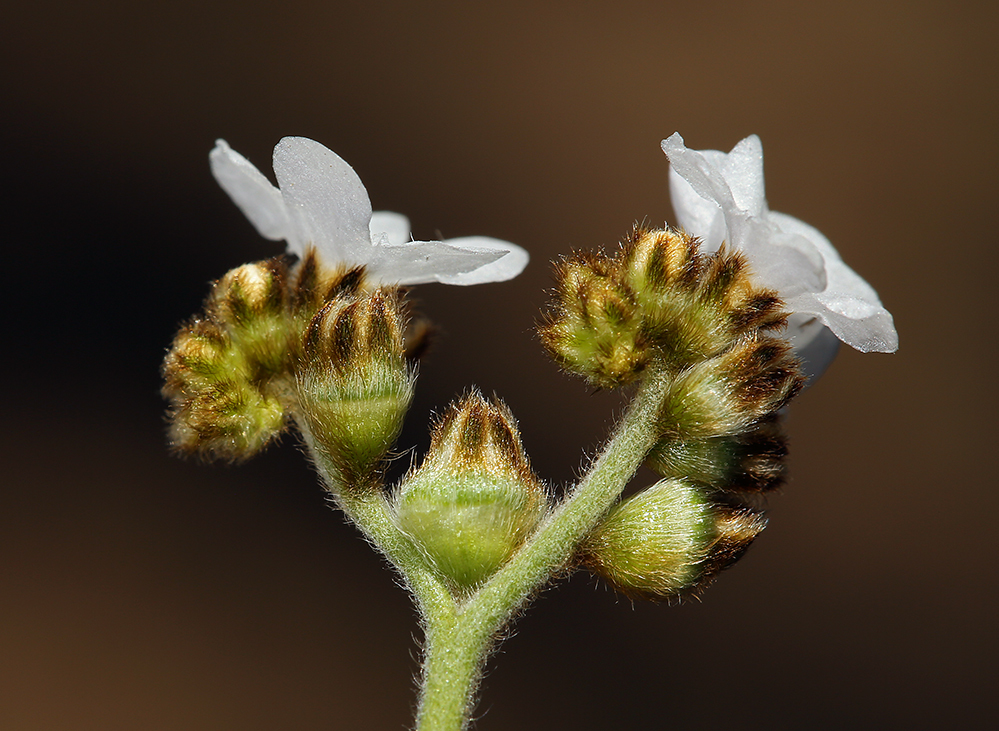 Plancia ëd Plagiobothrys nothofulvus (A. Gray) A. Gray