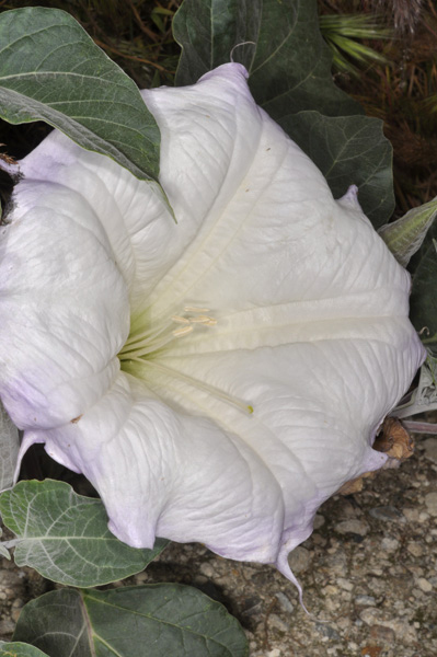 Imagem de Datura wrightii Hort. ex Regel