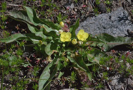 Image of diffuseflower evening primrose