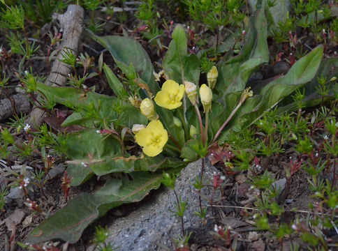 Image of diffuseflower evening primrose