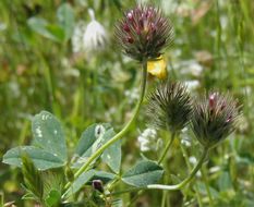 Sivun <i>Trifolium <i>albopurpureum</i></i> var. albopurpureum kuva