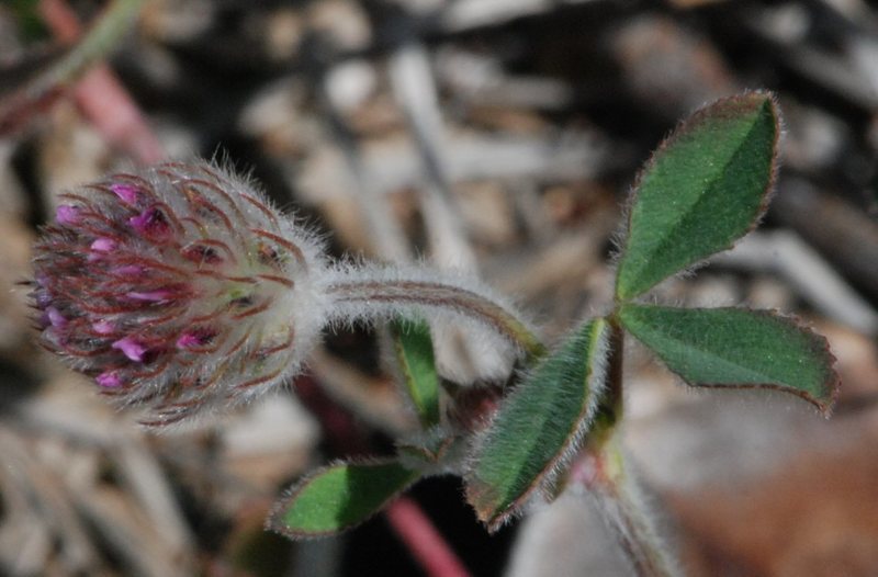 Image of <i>Trifolium <i>albopurpureum</i></i> var. albopurpureum