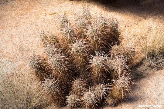 Image of Engelmann's hedgehog cactus