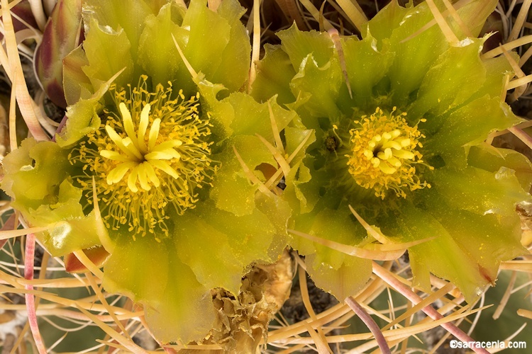 Plancia ëd Ferocactus cylindraceus (Engelm.) Orcutt