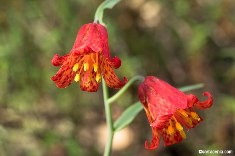 Image of scarlet fritillary