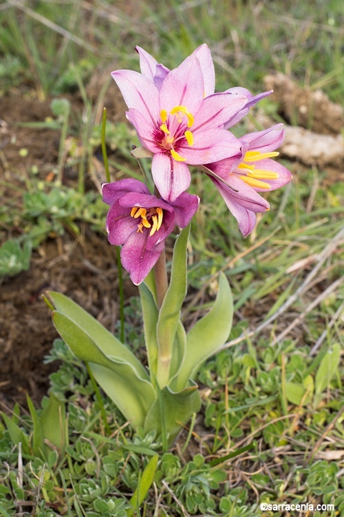 Image of adobe lily