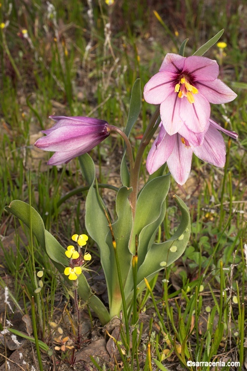 Image of adobe lily