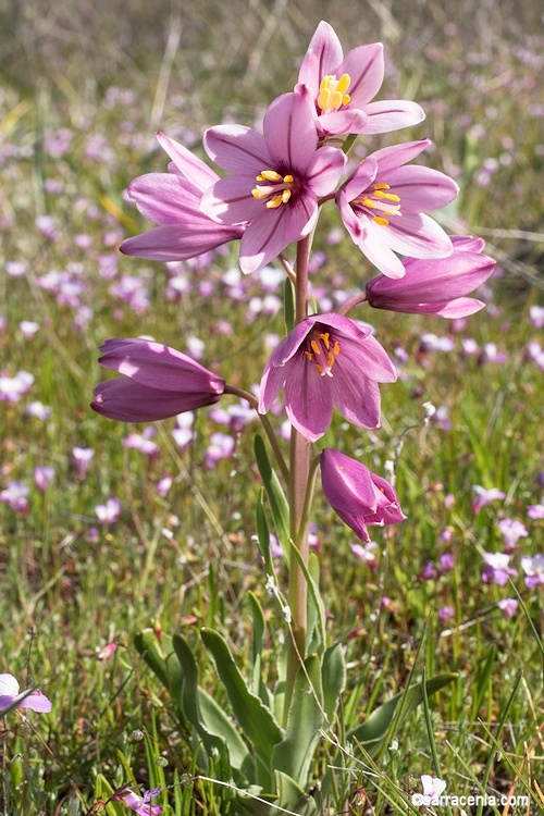 Image of adobe lily