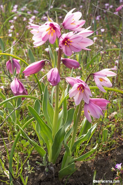 Image of adobe lily