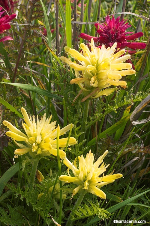 Imagem de Pedicularis densiflora Benth.