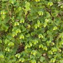 Image of Asterella californica (Hampe ex Austin) Underw.