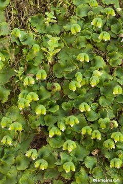 Sivun Asterella californica (Hampe ex Austin) Underw. kuva