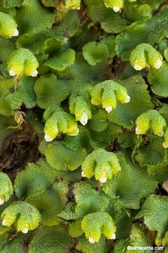 Sivun Asterella californica (Hampe ex Austin) Underw. kuva