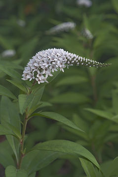 Image of lizard's tail