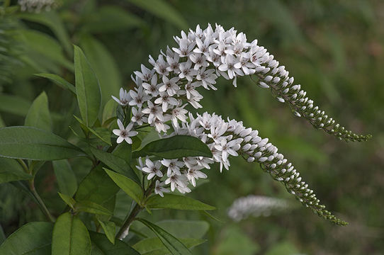 Image of lizard's tail