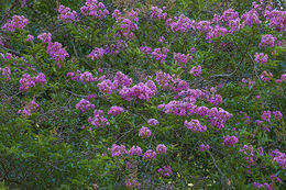 Image of Crape myrtle