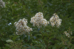 Image of Crape myrtle