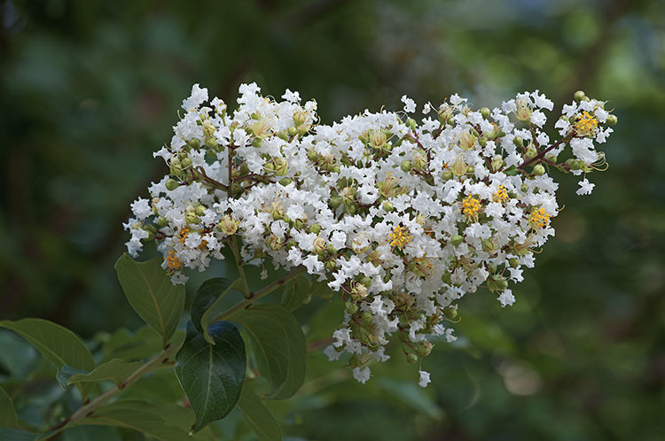 Image of Crape myrtle