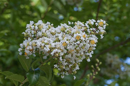 Image of Crape myrtle