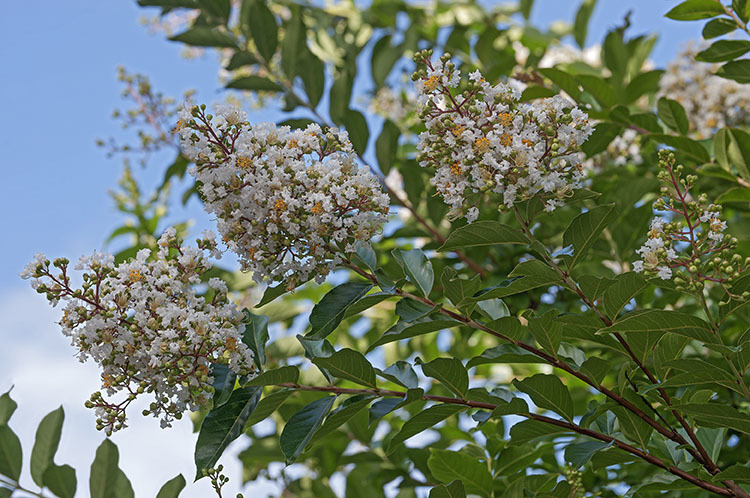 Image of Crape myrtle