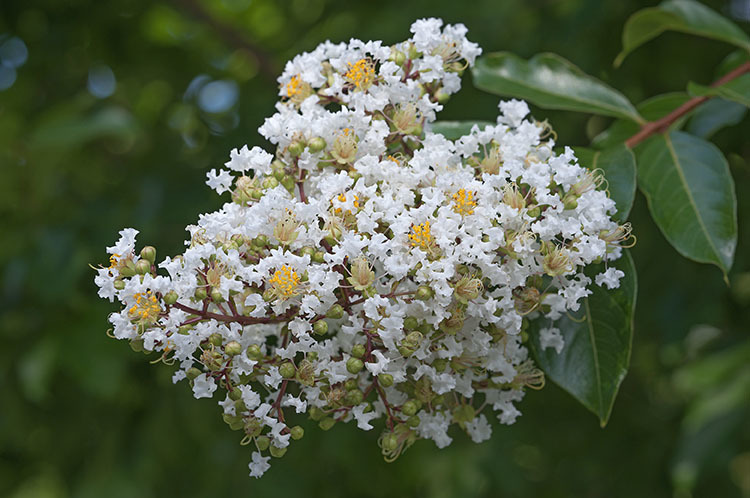 Image of Crape myrtle