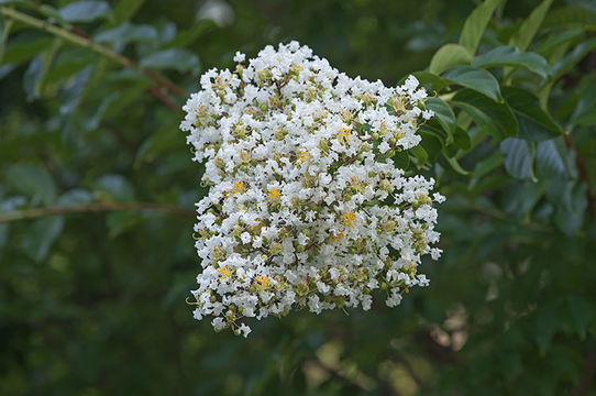 Image of Crape myrtle