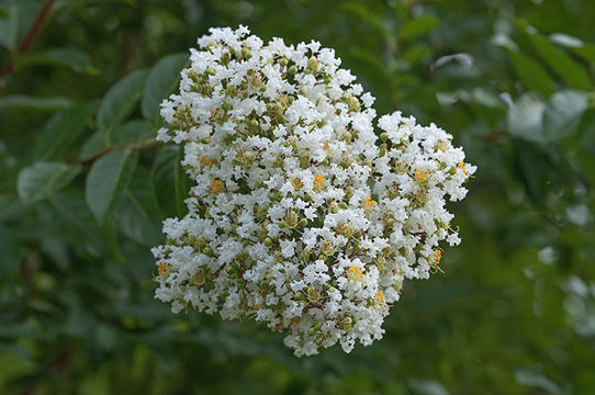 Image of Crape myrtle