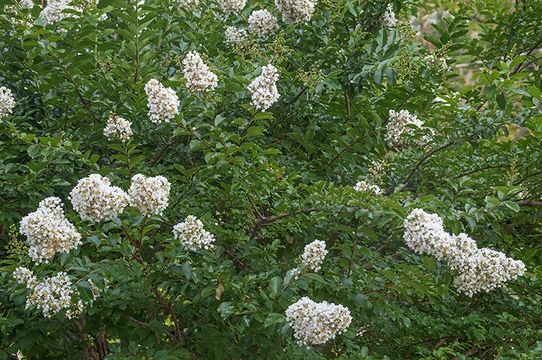 Image of Crape myrtle