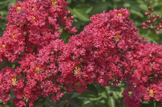 Image of Crape myrtle