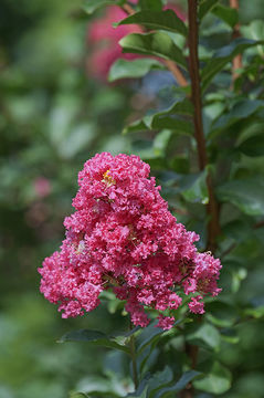 Image of Crape myrtle