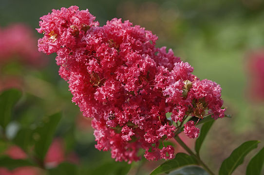 Image of Crape myrtle