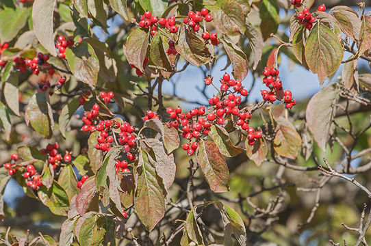 Imagem de Cornus florida L.