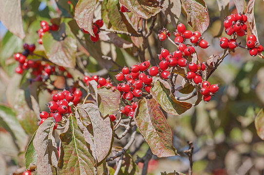 Image of flowering dogwood