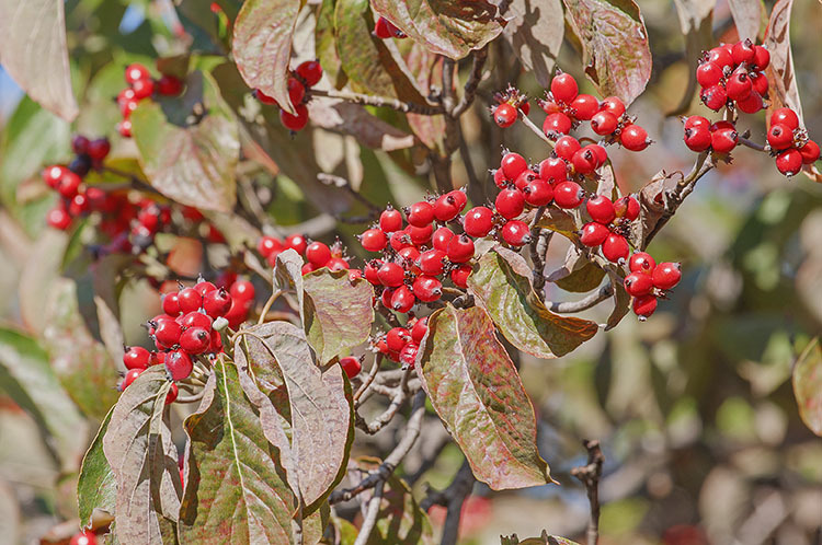 Cornus florida L. resmi