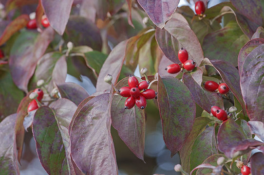 Imagem de Cornus florida L.